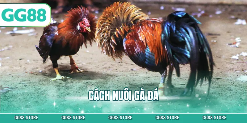 Cách Nuôi kê chiến – Bí Quyết Tăng Lực & Chiến Lực GG88