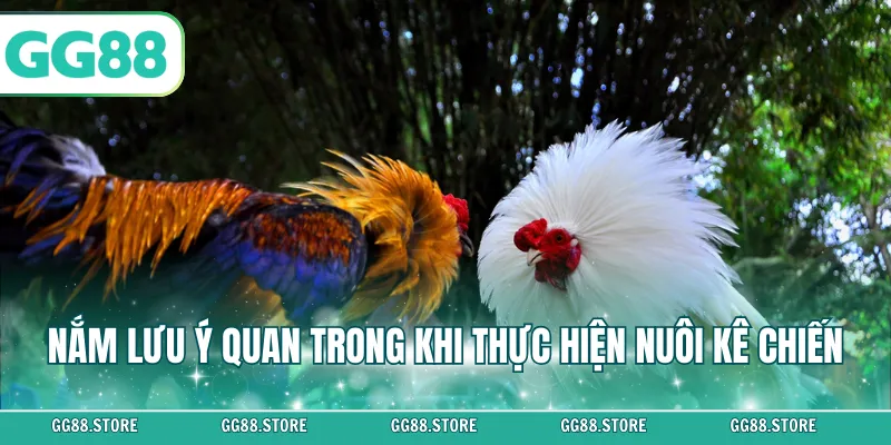 Nắm lưu ý quan trong khi thực hiện nuôi gà đá