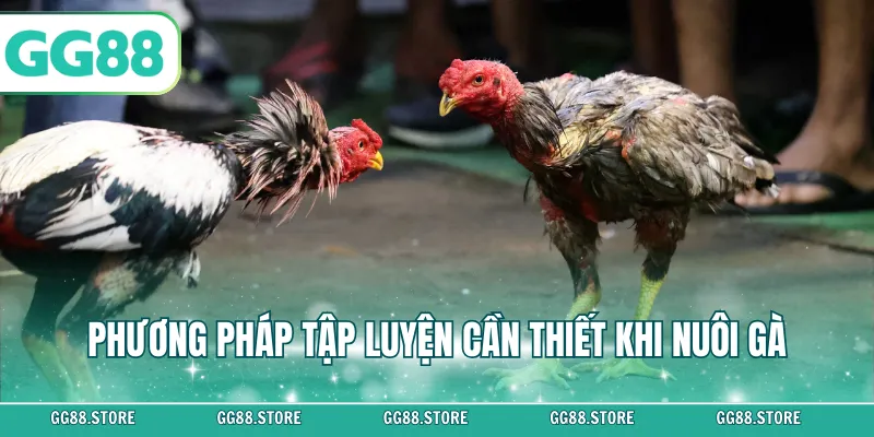 Phương pháp tập luyện cần thiết khi nuôi gà
